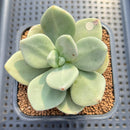 Cremnophila Nutans 2" Succulent Plant Cutting
