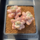 Graptopetalum 'Egret' 2"-3" Succulent Plant Cutting