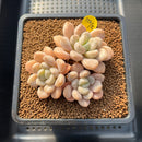 Graptopetalum 'Egret' 2"-3" Succulent Plant Cutting
