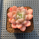 Graptopetalum 'Egret' 2" Succulent Plant Cutting