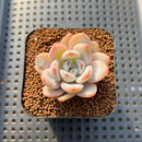 Echeveria 'Miss Jin' 2" Succulent Plant Cutting