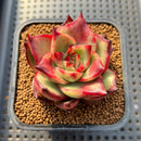 Echeveria Agavoides 'Jacklin' 2" Succulent Plant Cutting