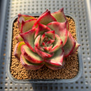 Echeveria Agavoides 'Jacklin' 2" Succulent Plant Cutting