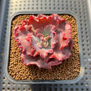 Echeveria 'Speed Bump' 2" Succulent Plant Cutting