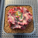 Echeveria 'Speed Bump' 2" Succulent Plant Cutting