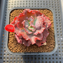 Echeveria 'Speed Bump' 2" Succulent Plant Cutting