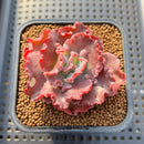 Echeveria 'Speed Bump' 2" Succulent Plant Cutting