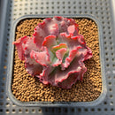 Echeveria 'Speed Bump' 2" Succulent Plant Cutting