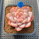 Echeveria 'Sung Young' 2" Succulent Plant Cutting