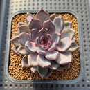 Echeveria Zaragoza x 'Black Rose' 2" Succulent Plant Cutting