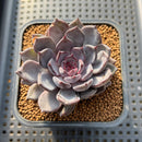 Echeveria Zaragoza x 'Black Rose' 2" Succulent Plant Cutting
