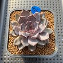 Echeveria Zaragoza x 'Black Rose' 2" Succulent Plant Cutting