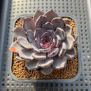 Echeveria Zaragoza x 'Black Rose' 2" Succulent Plant Cutting