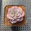 Echeveria 'Cold Brew' 2" Air Magic Hybrid Succulent Plant