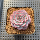 Echeveria 'Cold Brew' 2" Air Magic Hybrid Succulent Plant