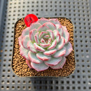 Echeveria 'Cold Brew' 2" Air Magic Hybrid Succulent Plant