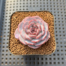 Echeveria 'Cold Brew' 2" Air Magic Hybrid Succulent Plant