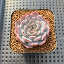 Echeveria 'Cold Brew' 2" Air Magic Hybrid Succulent Plant