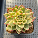 Echeveria Agavoides 'Gohonjin' (고혼진) Variegated 2"-3" Succulent Plant Cutting