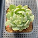 Echeveria Agavoides 'Queens Maria' Variegated 3" Succulent Plant Cutting
