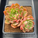 Echeveria Agavoides 'Flamenco' Variegated 2"-3" Succulent Plant Cutting
