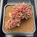 Echeveria 'Zestar' Crested 4"-5" Large Succulent Plant Cutting