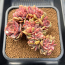 Echeveria 'Zestar' Crested 4"-5" Succulent Plant Cutting