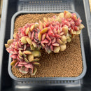 Echeveria 'Zestar' Crested 4"-5" Succulent Plant Cutting