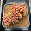 Echeveria 'Zestar' Crested 4"-5" Succulent Plant Cutting