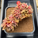 Echeveria 'Zestar' Crested 4"-5" Succulent Plant Cutting
