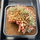 Echeveria Agavoides 'Mazestar' Crested 5" Succulent Plant Cutting
