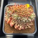 Echeveria Agavoides 'Mazestar' Crested 5" Succulent Plant Cutting