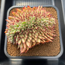 Echeveria Agavoides 'Mazestar' Crested 5" Succulent Plant Cutting