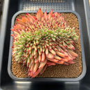 Echeveria Agavoides 'Mazestar' Crested 5" Succulent Plant Cutting