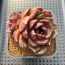 Echeveria 'Phantom Gold' 2" Succulent Plant Cutting