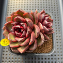 Echeveria 'Phantom Gold' 2" Succulent Plant Cutting