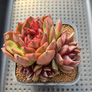 Echeveria 'Phantom Gold' 2" Succulent Plant Cutting