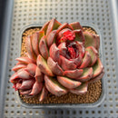 Echeveria 'Phantom Gold' 2" Succulent Plant Cutting