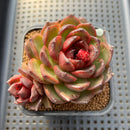 Echeveria 'Phantom Gold' 2" Succulent Plant Cutting