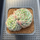 Echeveria 'White Farm' 2"-3" Succulent Plant Cutting
