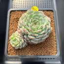 Echeveria 'White Farm' 2"-3" Succulent Plant Cutting