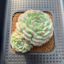 Echeveria 'White Farm' 2"-3" Succulent Plant Cutting
