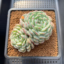 Echeveria 'White Farm' 2"-3" Succulent Plant Cutting