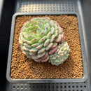 Echeveria 'White Farm' 2"-3" Succulent Plant Cutting