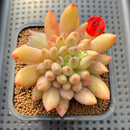 Pachyphytum 'Yeonji' 2"-3" Succulent Plant Cutting