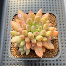 Pachyphytum 'Yeonji' 2"-3" Succulent Plant Cutting