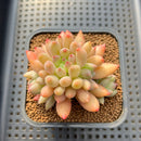 Pachyphytum 'Yeonji' 2"-3" Succulent Plant Cutting