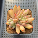 Pachyphytum 'Yeonji' 2"-3" Succulent Plant Cutting