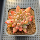 Pachyphytum 'Yeonji' 2"-3" Succulent Plant Cutting