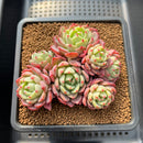 Echeveria 'Nanahukumini' 3" Cluster Succulent Plant Cutting